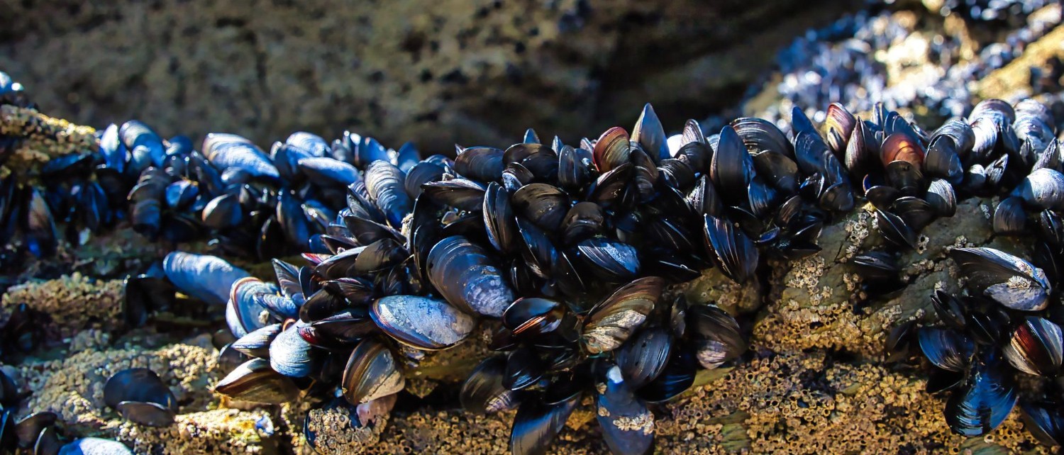 Michigan Pushes U.S. Congress for USD 500 Million to Combat Invasive Mussels in the Great Lakes